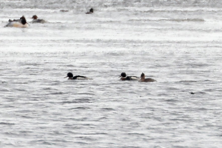 Red-breasted Merganser - ML629354204