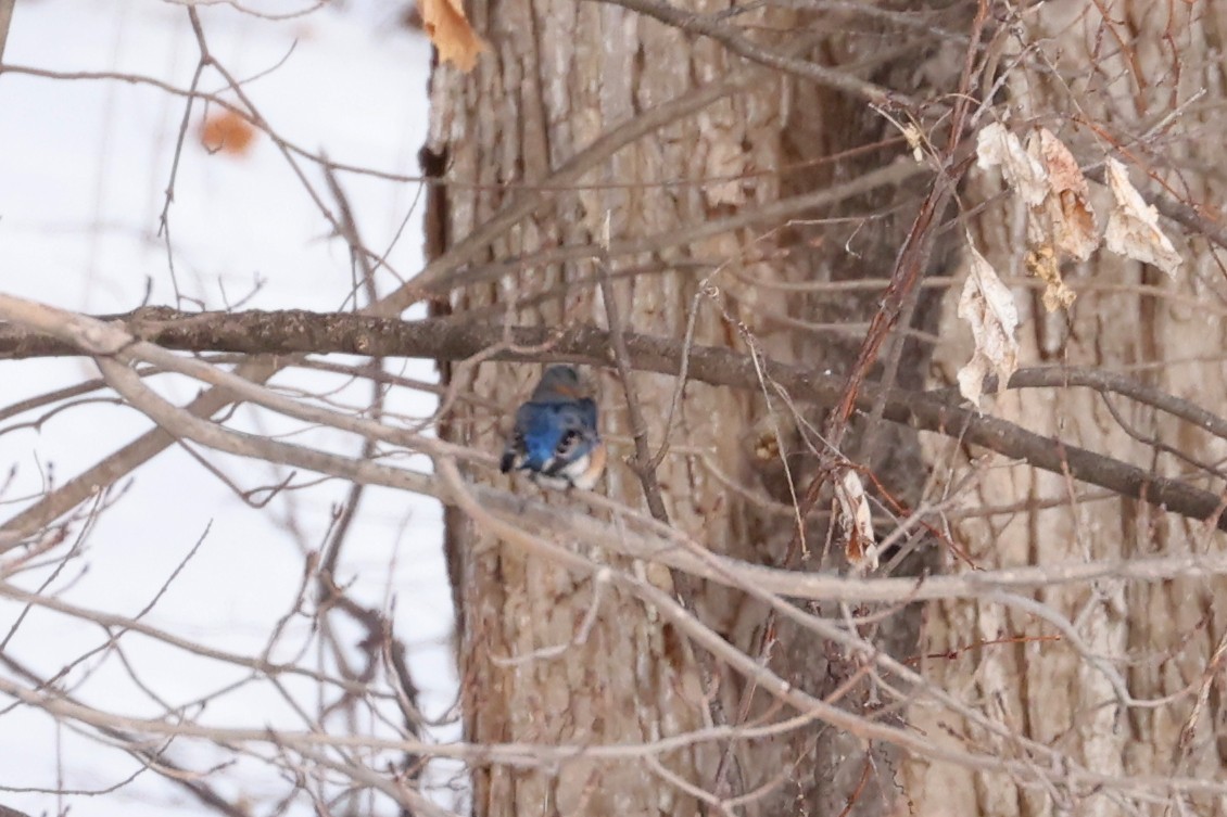 Eastern Bluebird - ML629354216