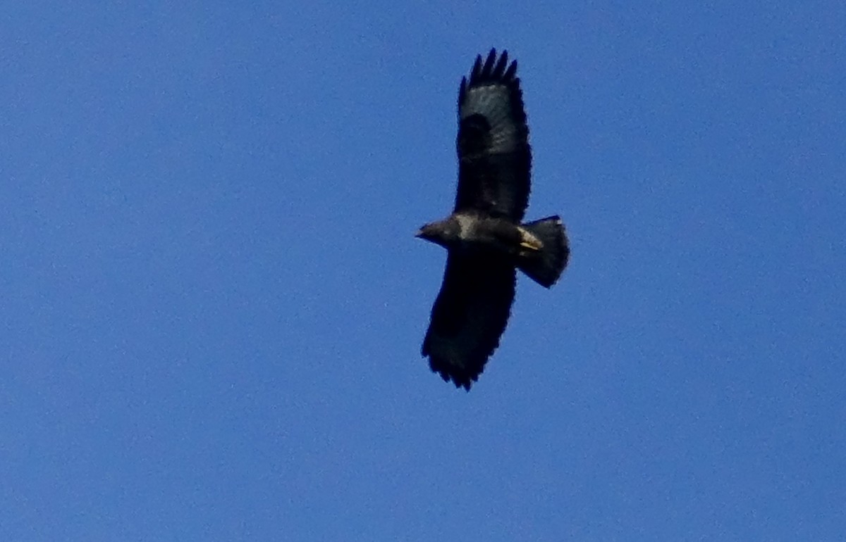 Common Buzzard - ML629354226