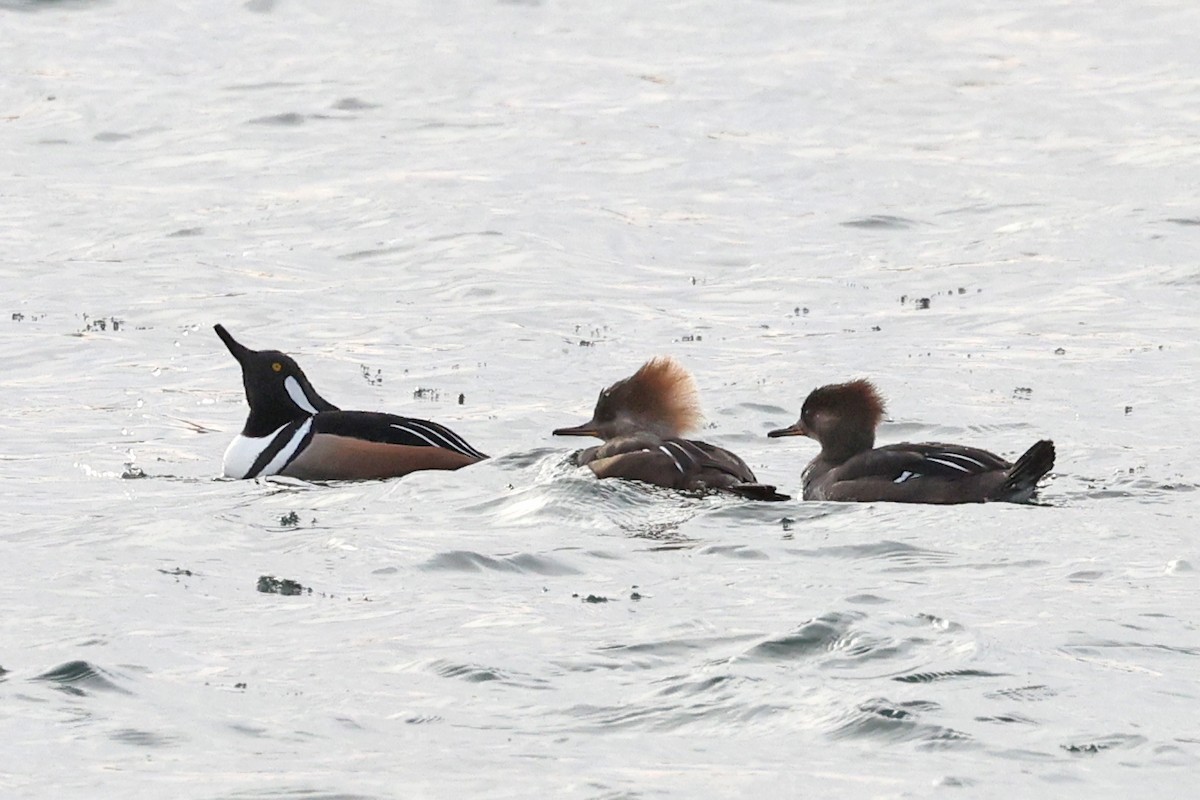 Hooded Merganser - ML629354255