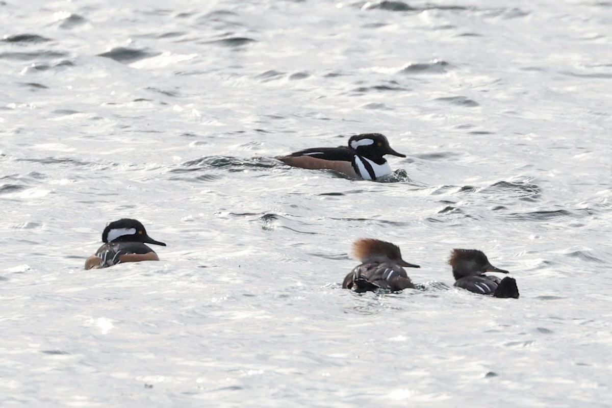 Hooded Merganser - ML629354256