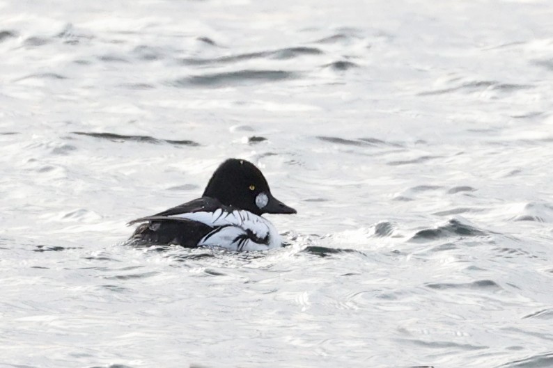 Common Goldeneye - ML629354260