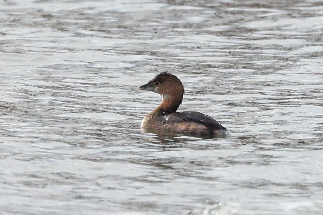 Pied-billed Grebe - ML629354275