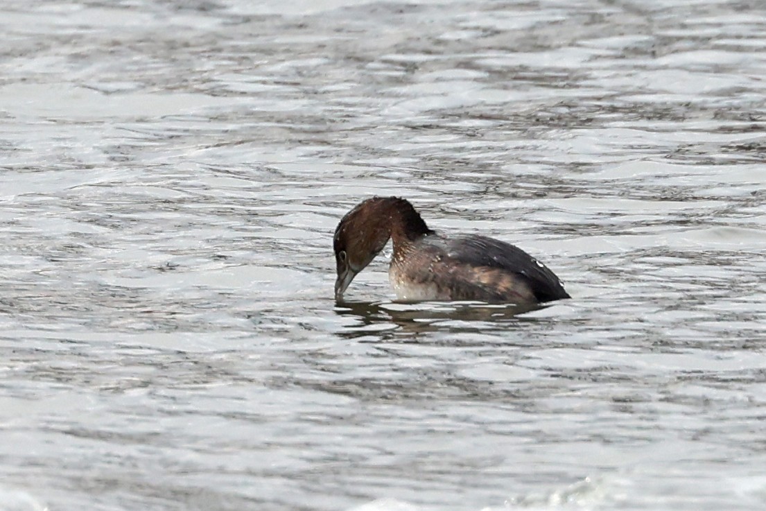 Pied-billed Grebe - ML629354276