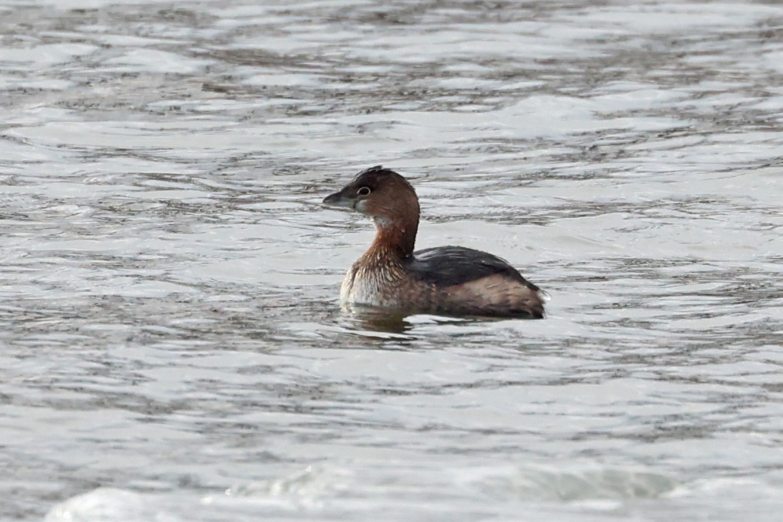 Pied-billed Grebe - ML629354277