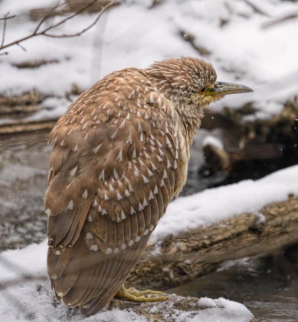 Black-crowned Night Heron - ML629354345