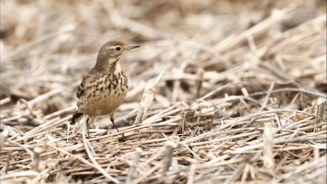 American Pipit - ML629354390