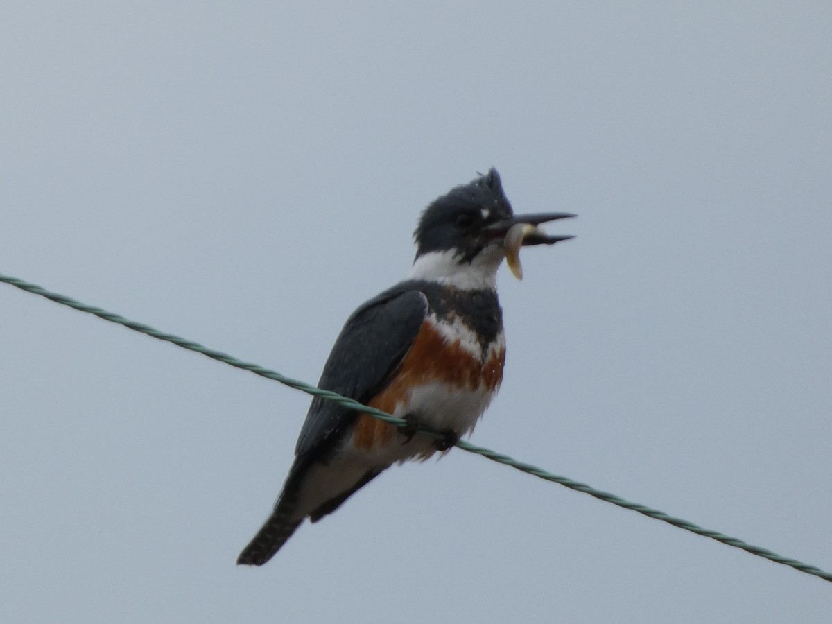 Belted Kingfisher - ML629354434