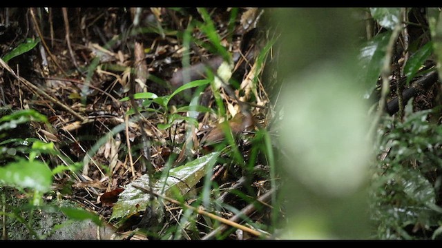 Sclérure à poitrine rousse - ML629354551