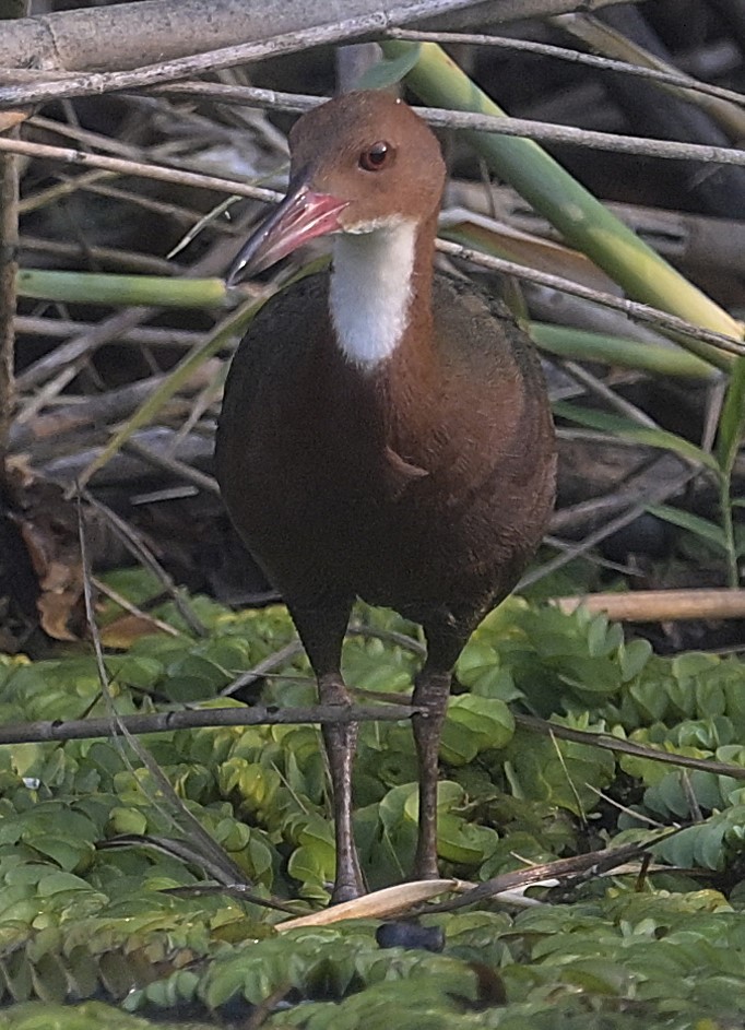 White-throated Rail - ML629354592