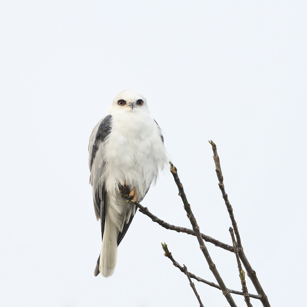 White-tailed Kite - ML629354600