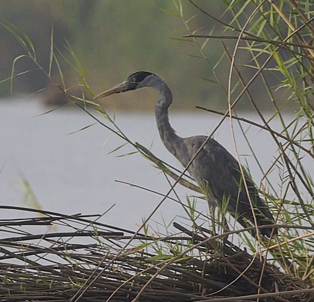 Humblot's Heron - ML629354651