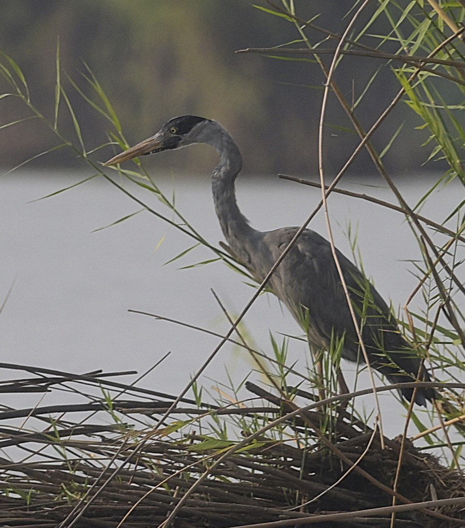 Humblot's Heron - ML629354667