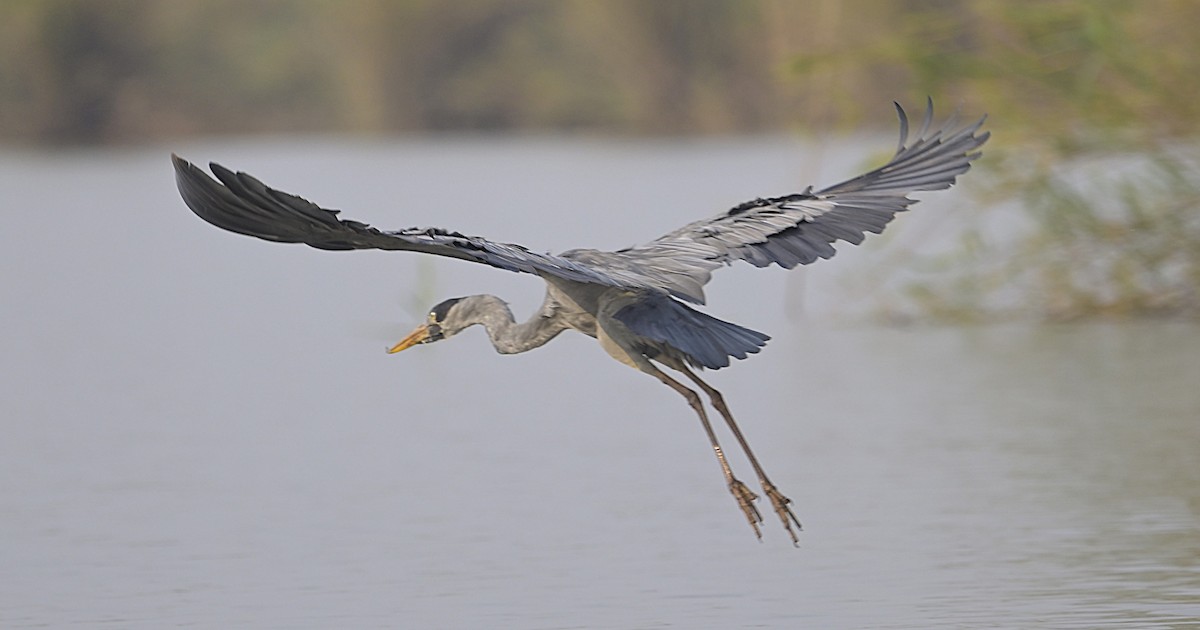 Humblot's Heron - ML629354740