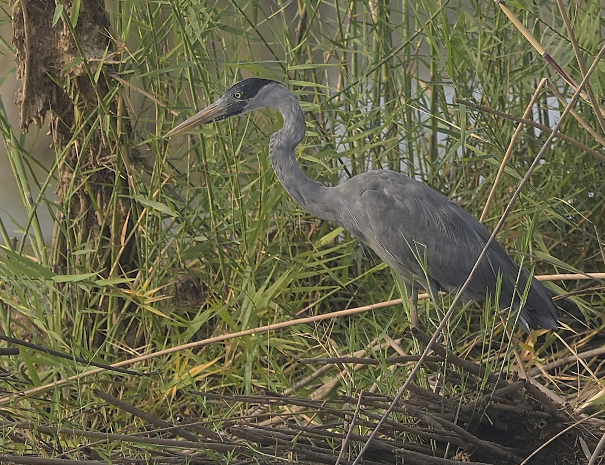 Humblot's Heron - ML629354772