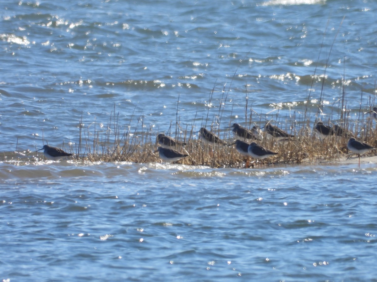 Kuliska hankahori handia - ML629354858