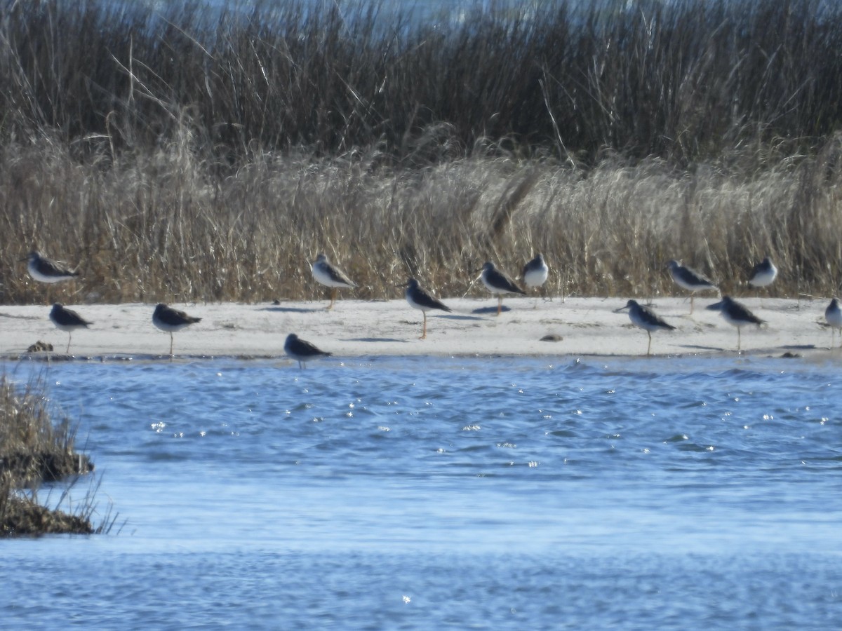 Kuliska hankahori handia - ML629354929