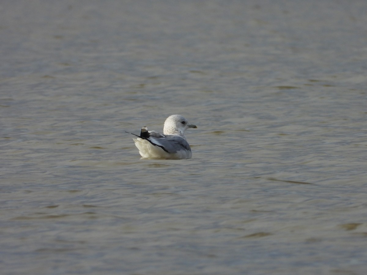 Common Gull - ML629355159