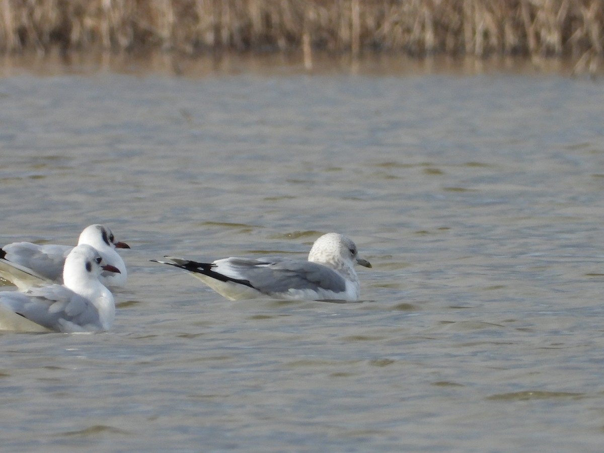 Common Gull - ML629355160