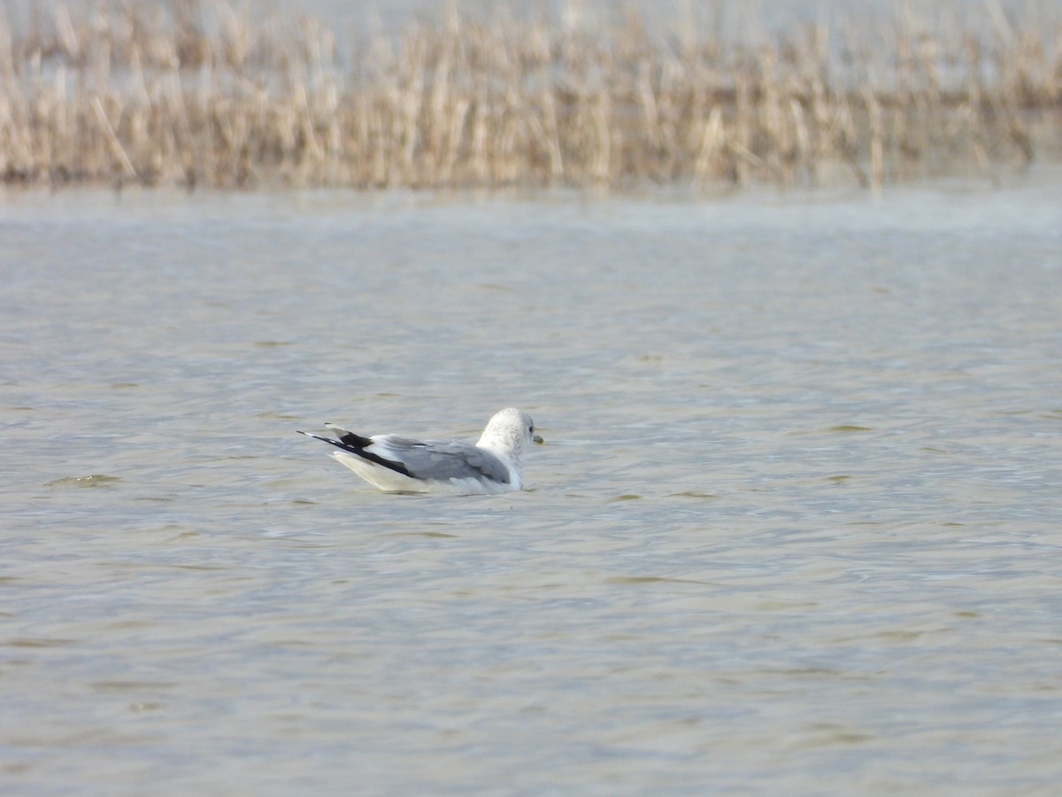 Common Gull - ML629355161