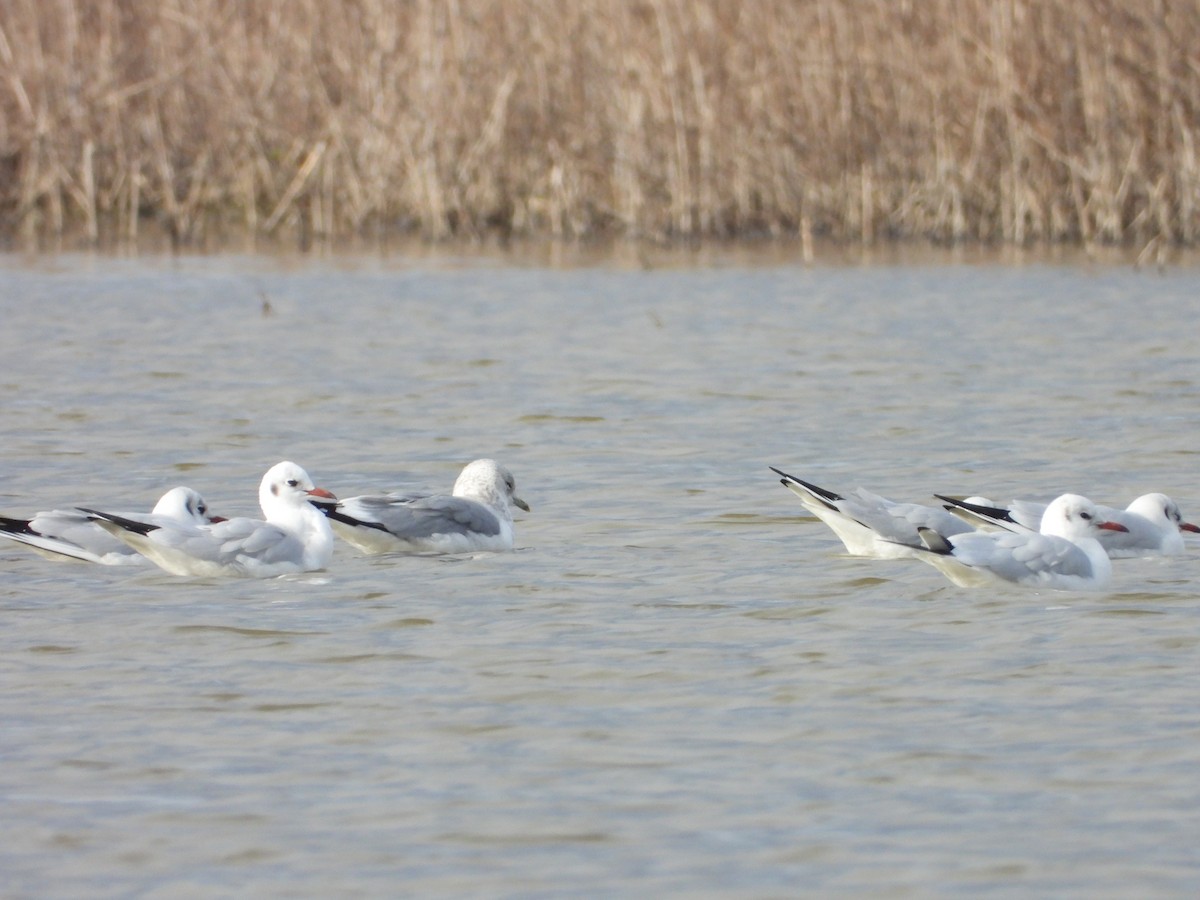 Common Gull - ML629355163