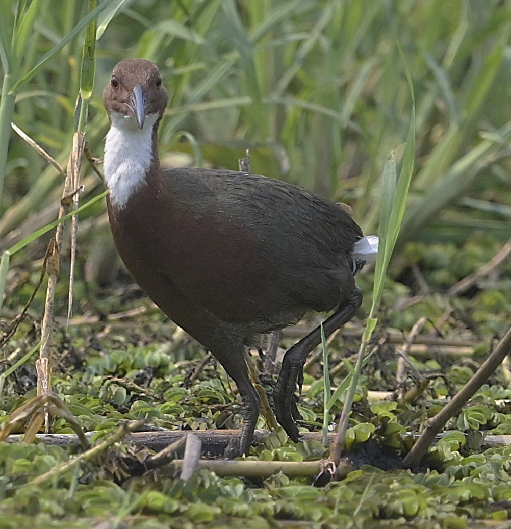 White-throated Rail - ML629355448