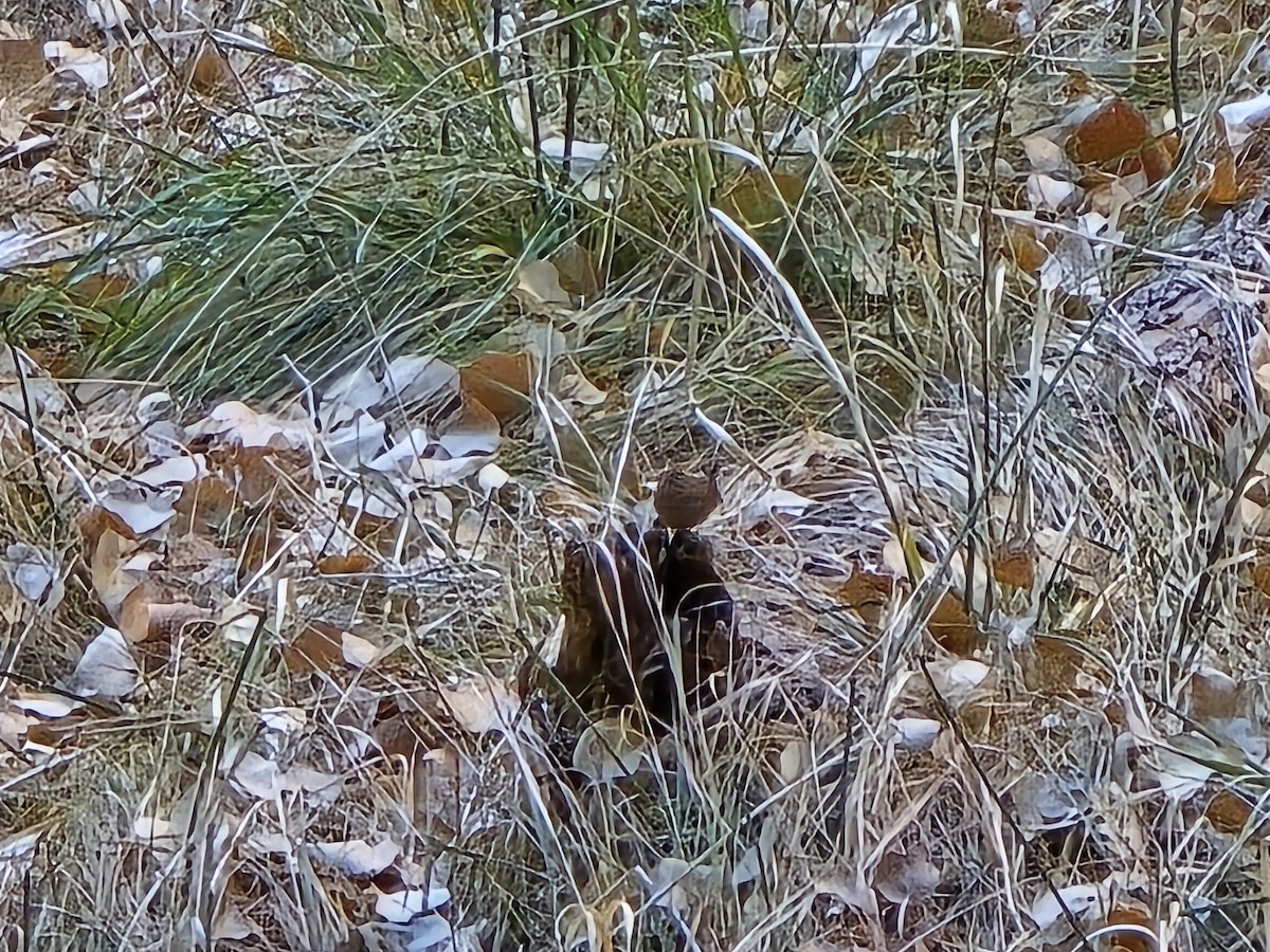 Pacific Wren - ML629355537