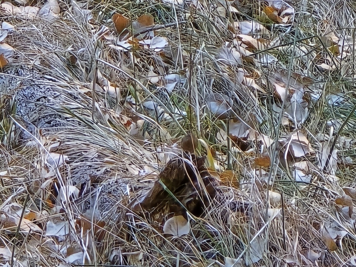 Pacific Wren - ML629355539