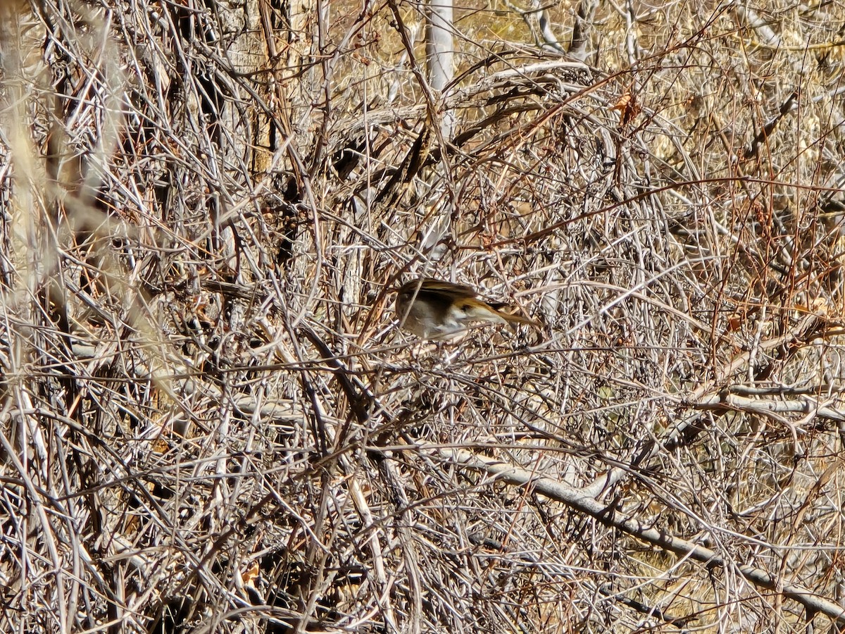 Hermit Thrush - ML629355566