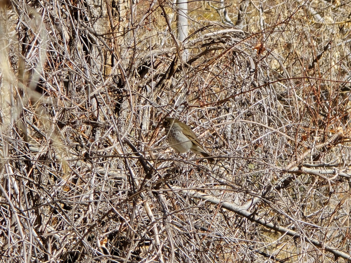 Hermit Thrush - ML629355568