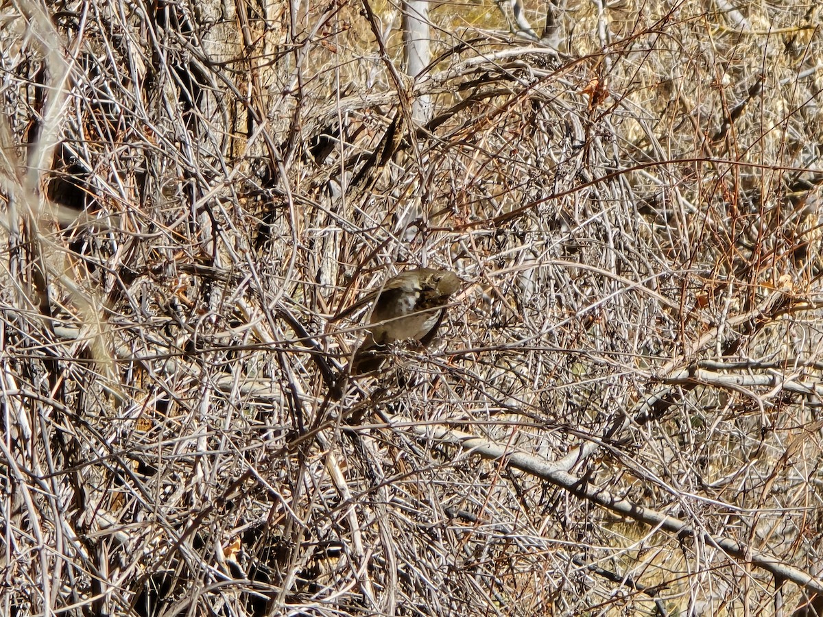 Hermit Thrush - ML629355571