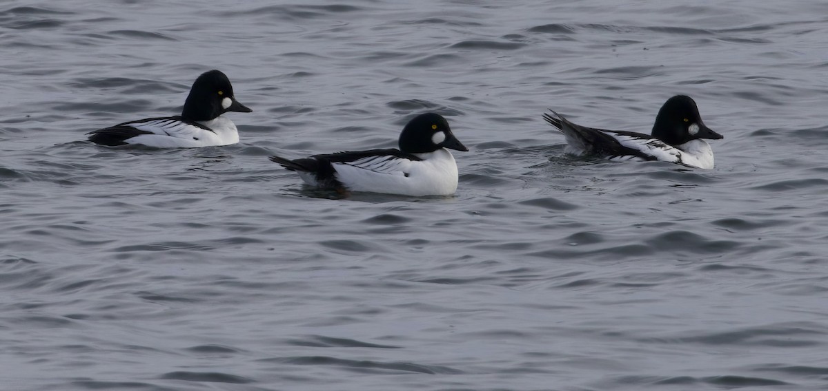 Common Goldeneye - ML629355693