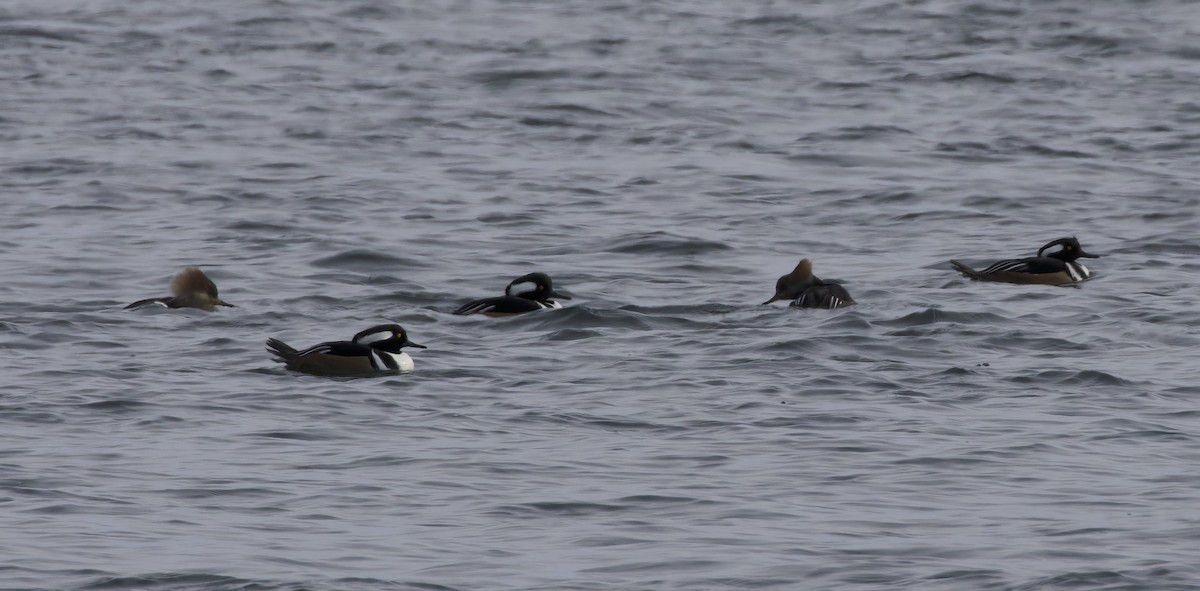 Hooded Merganser - ML629355709