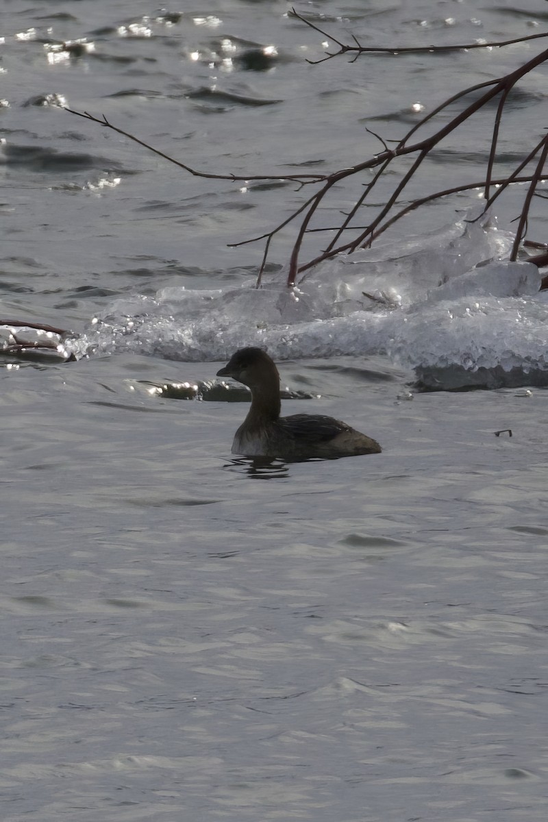 Pied-billed Grebe - ML629355729