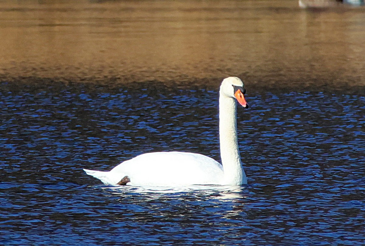 Cygne tuberculé - ML629355739