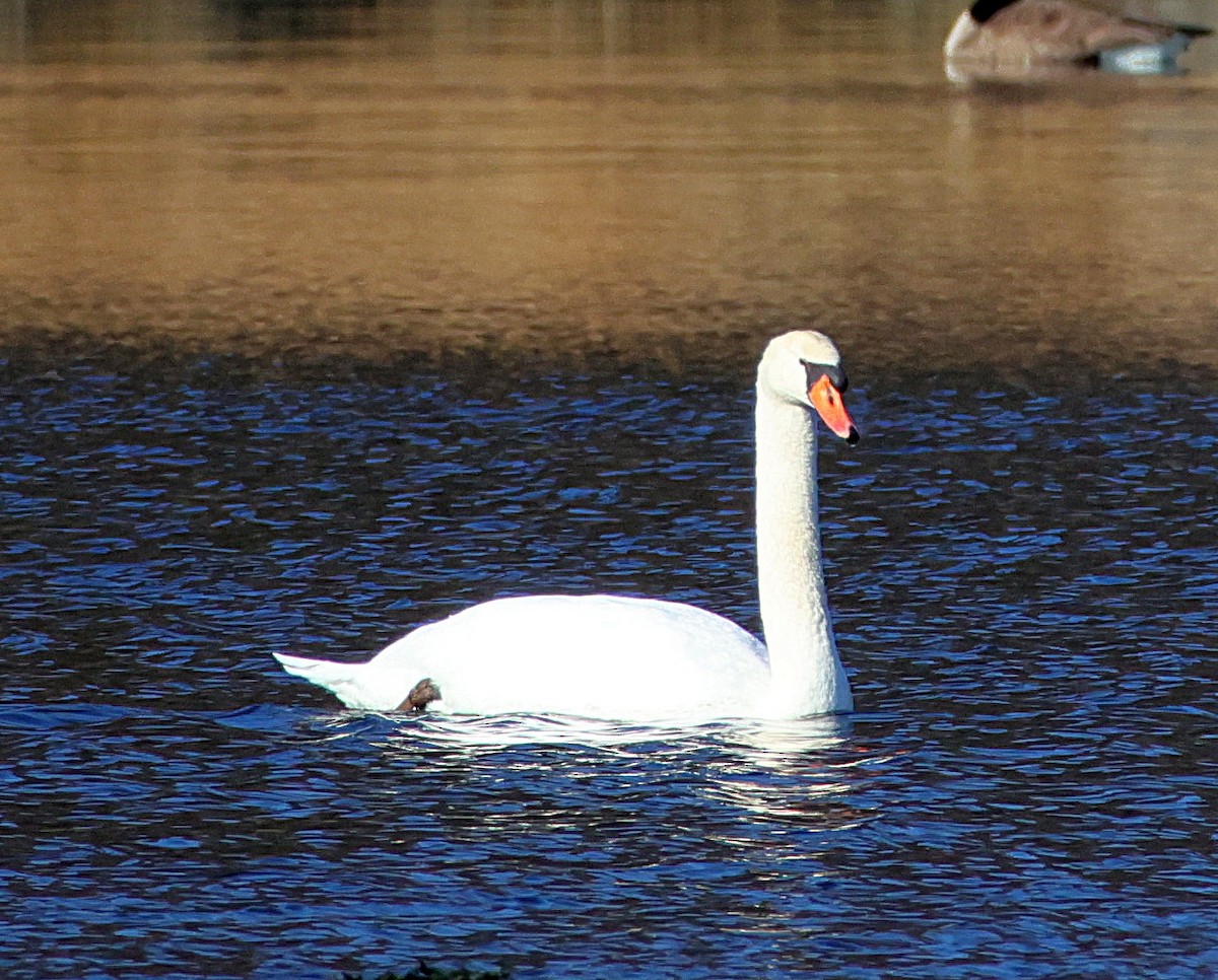 Cygne tuberculé - ML629355740