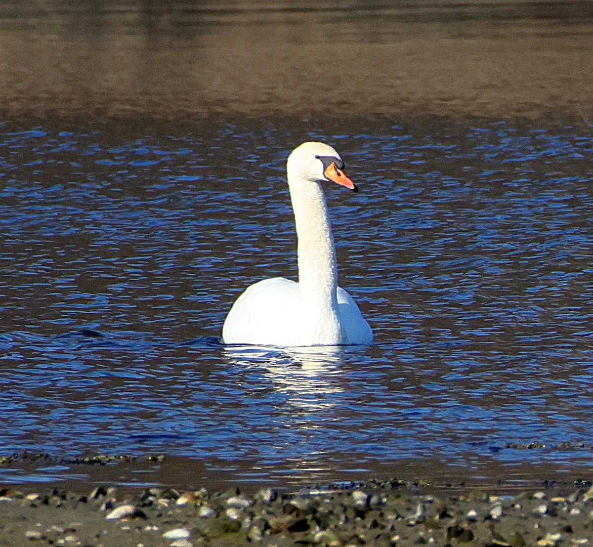 Cygne tuberculé - ML629355741