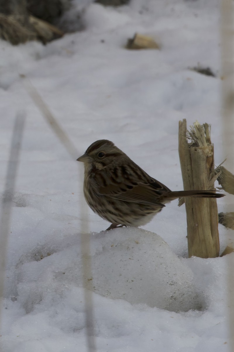 Song Sparrow - ML629355805