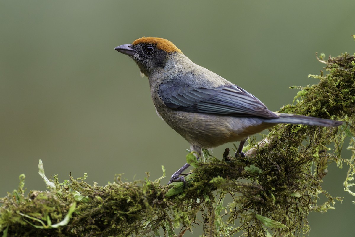 Scrub Tanager - ML629355824