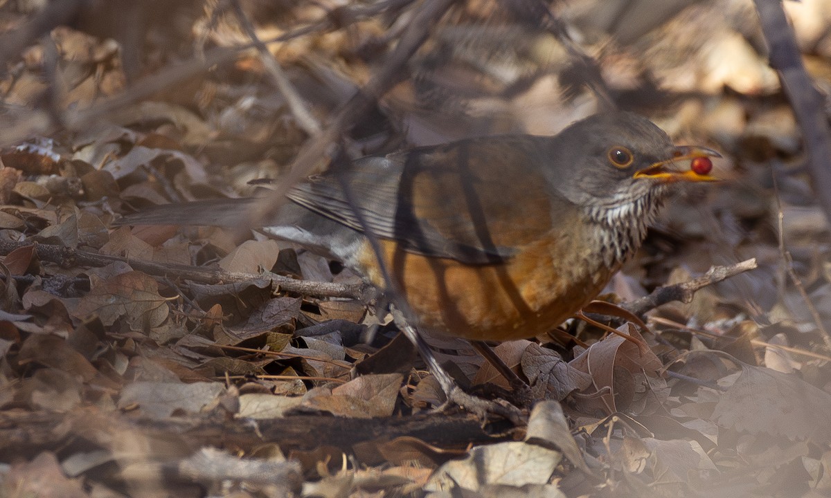 Rufous-backed Robin - ML629356494