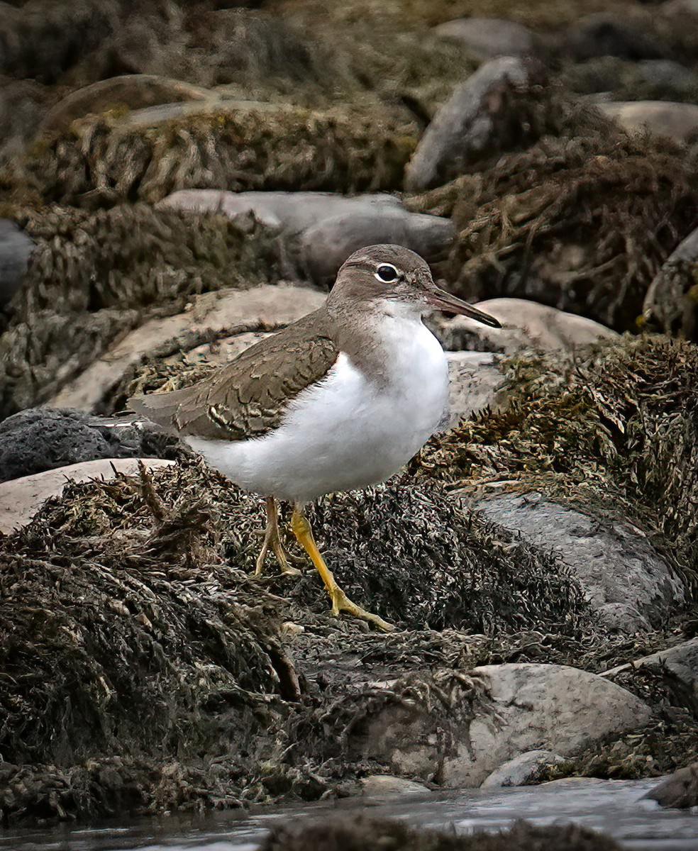 Chevalier grivelé - ML629356628