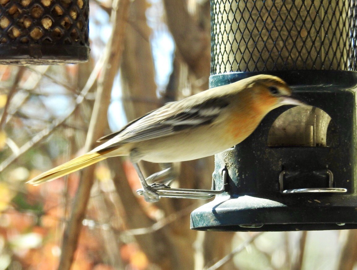 eBird Checklist - 19 Jan 2025 - 3700 W Clay St, Houston US-TX 29.75539 ...