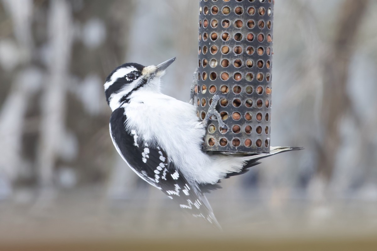 Hairy Woodpecker - ML629356756