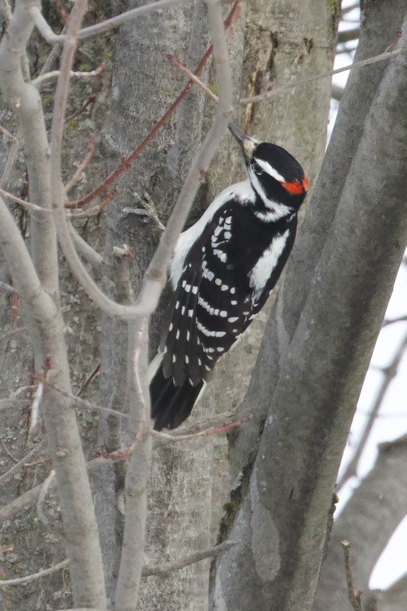 Hairy Woodpecker - ML629356757