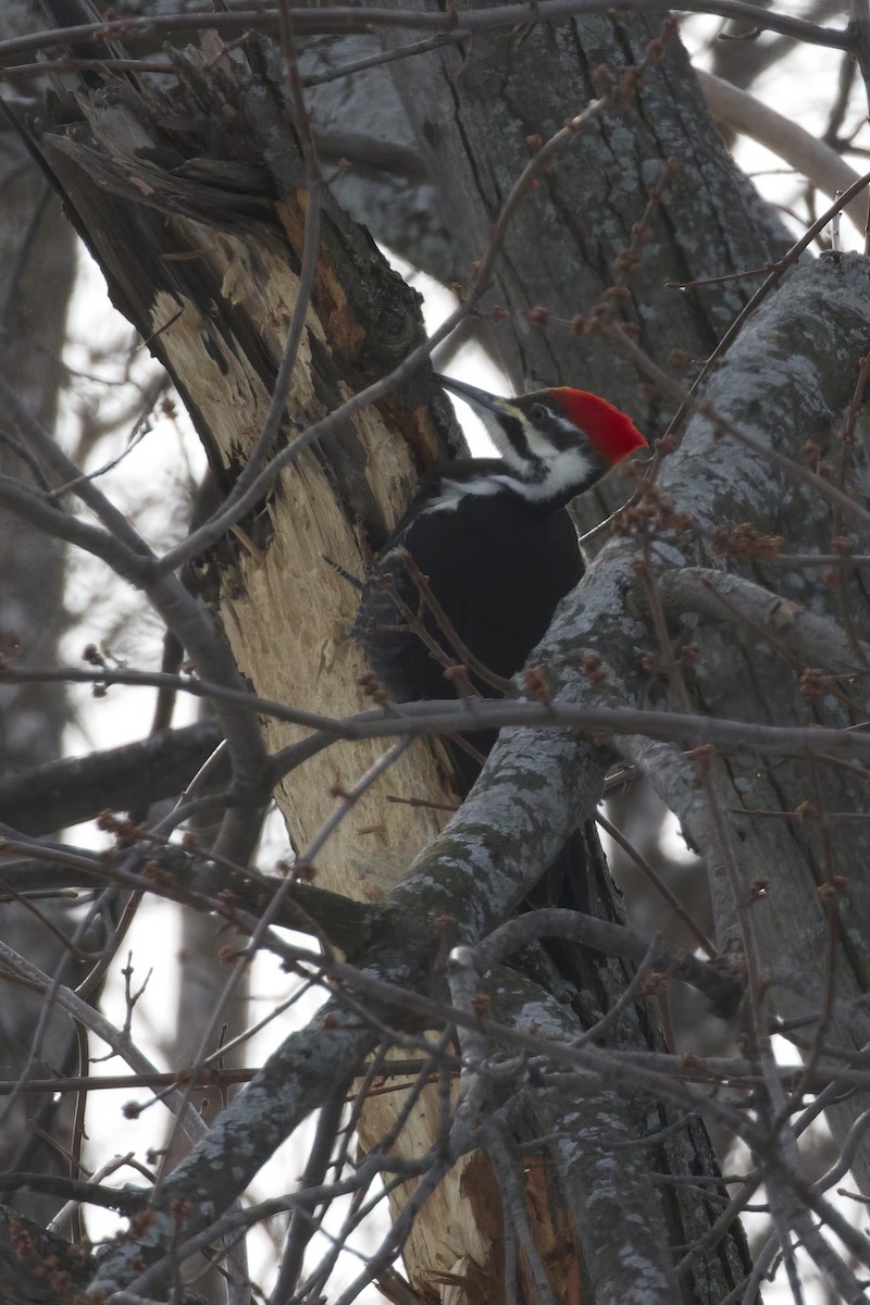 Pileated Woodpecker - ML629356766