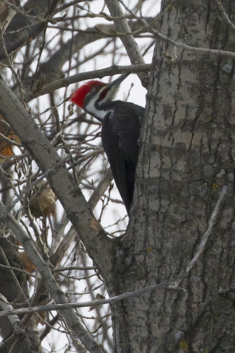 Pileated Woodpecker - ML629356767