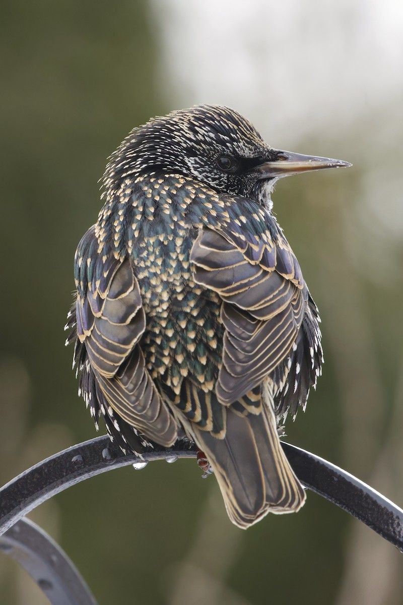 European Starling - ML629356777