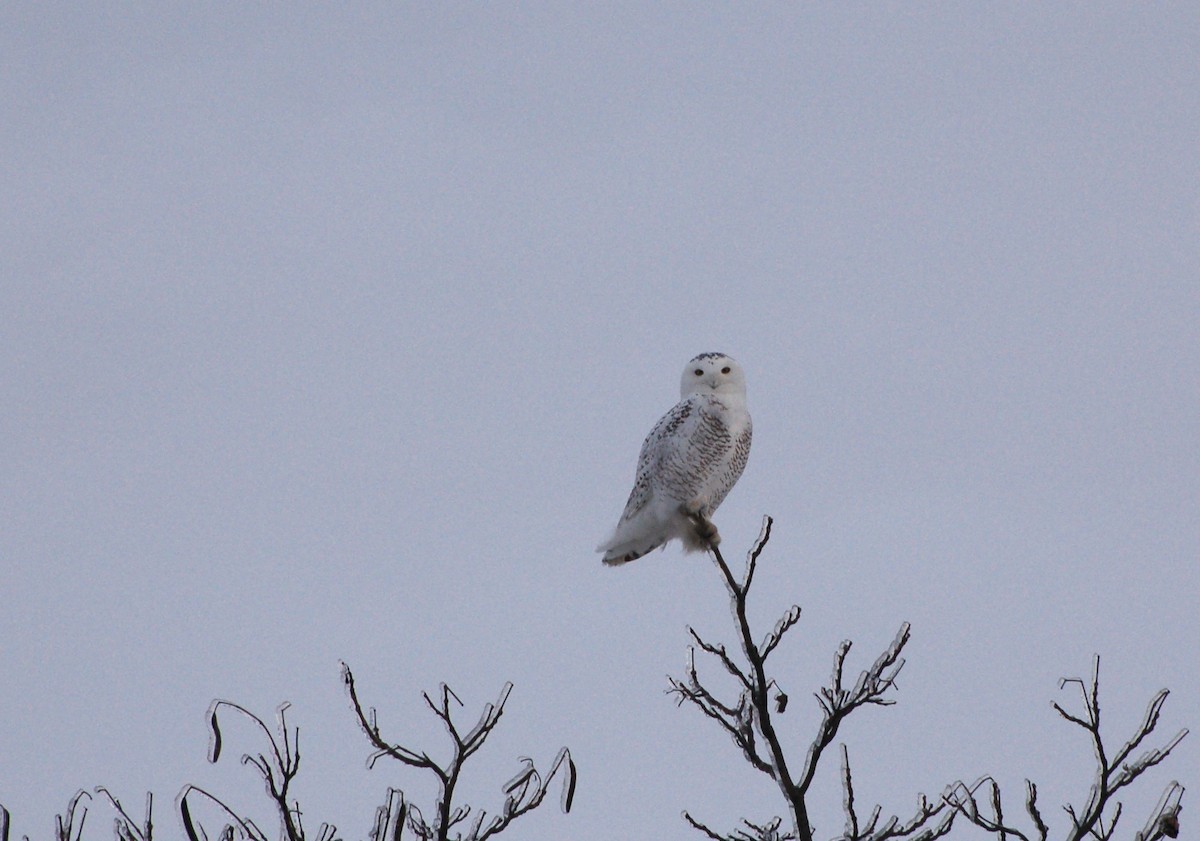 Snowy Owl - ML629356788