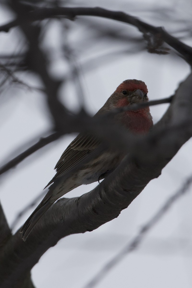 House Finch - ML629356791