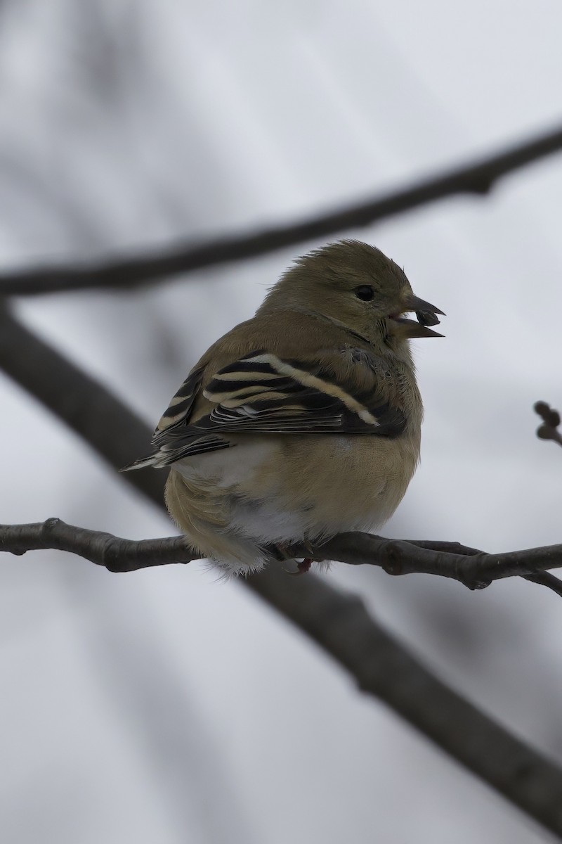 American Goldfinch - ML629356810